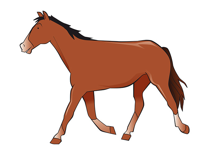 156 horse