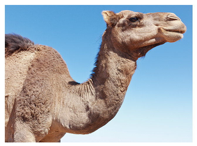 175 camel