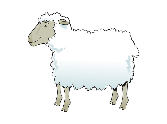 157 sheep
