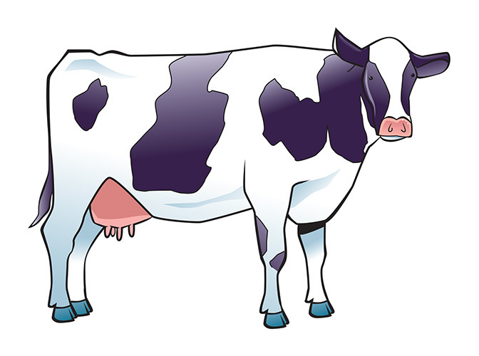 154 cow