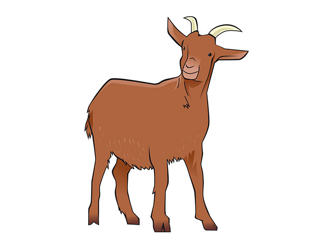155 goat