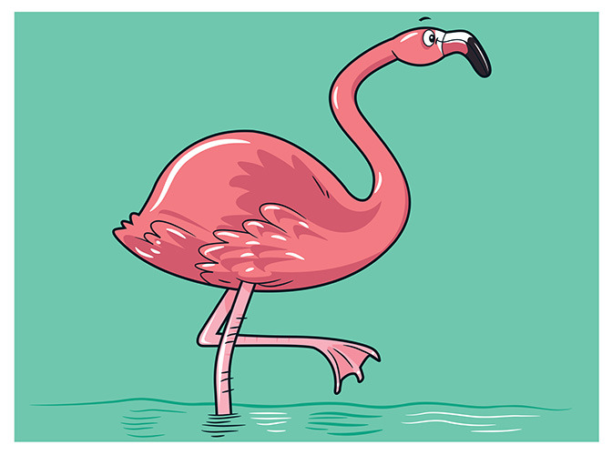 80 flamingo