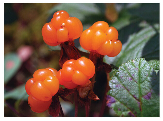 25 berries