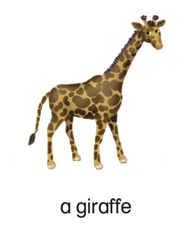 191 a giraffe