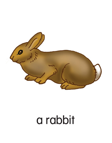 181 a rabbit