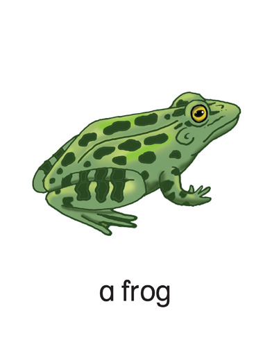 182 a frog