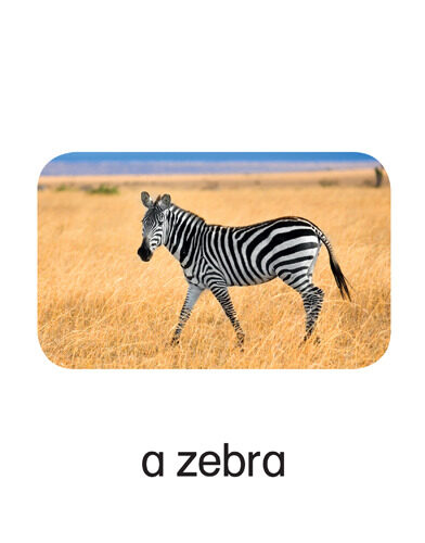 26 a zebra