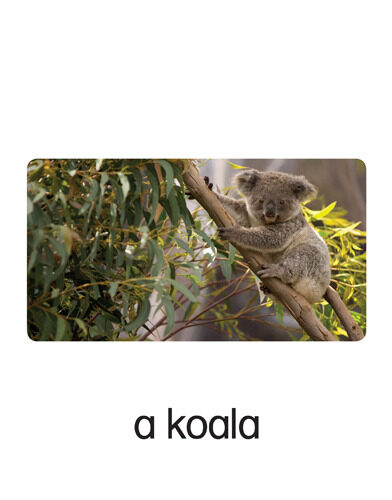177 a koala