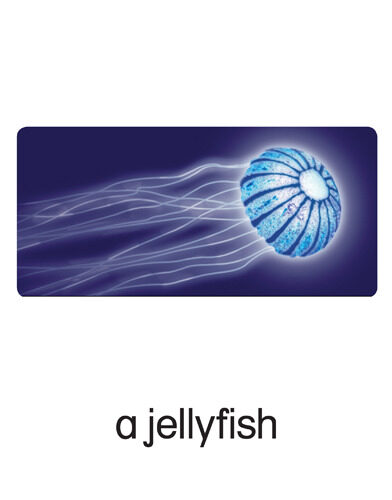 37 a jellyfish