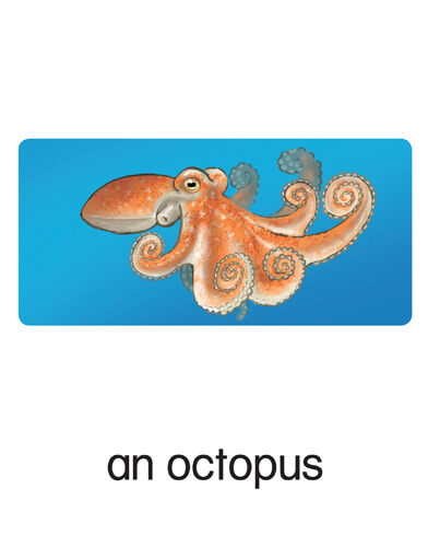 36 an octopus