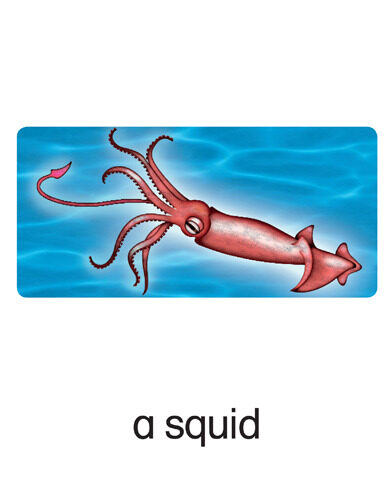 39 a squid