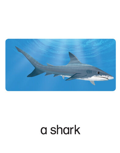 35 a shark