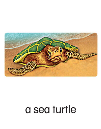 38 a sea turtle