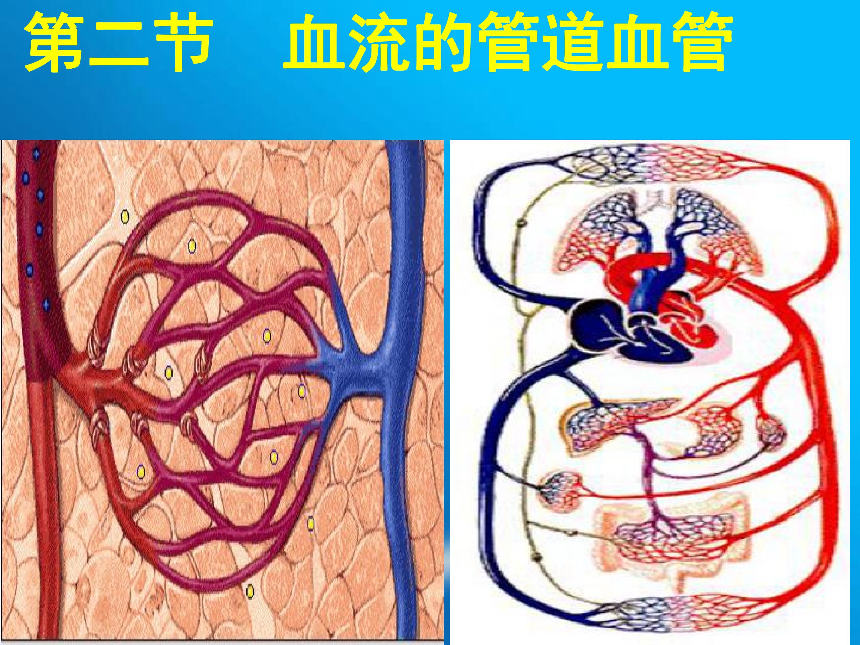 血流的管道──血管2