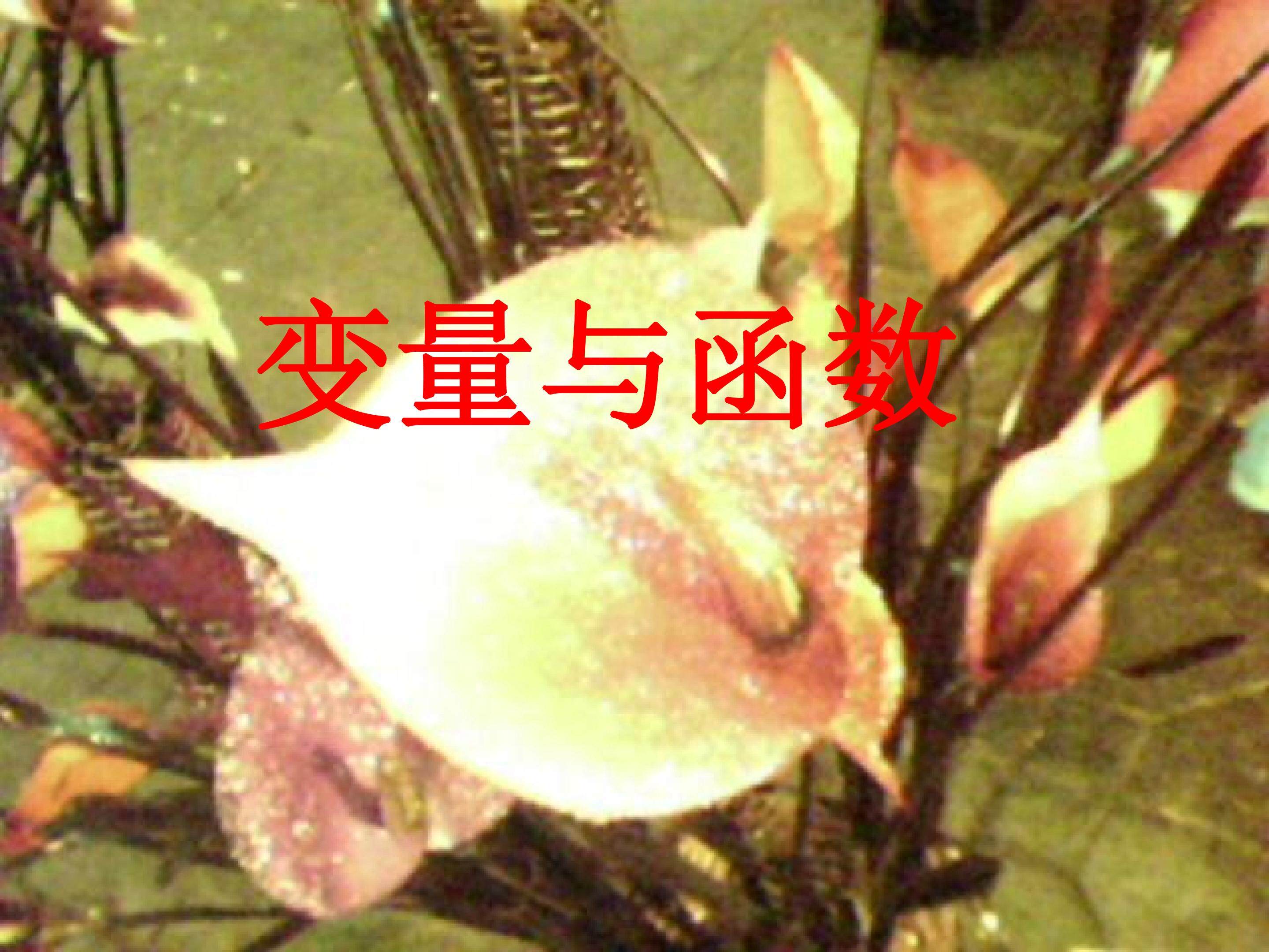 变量与函数