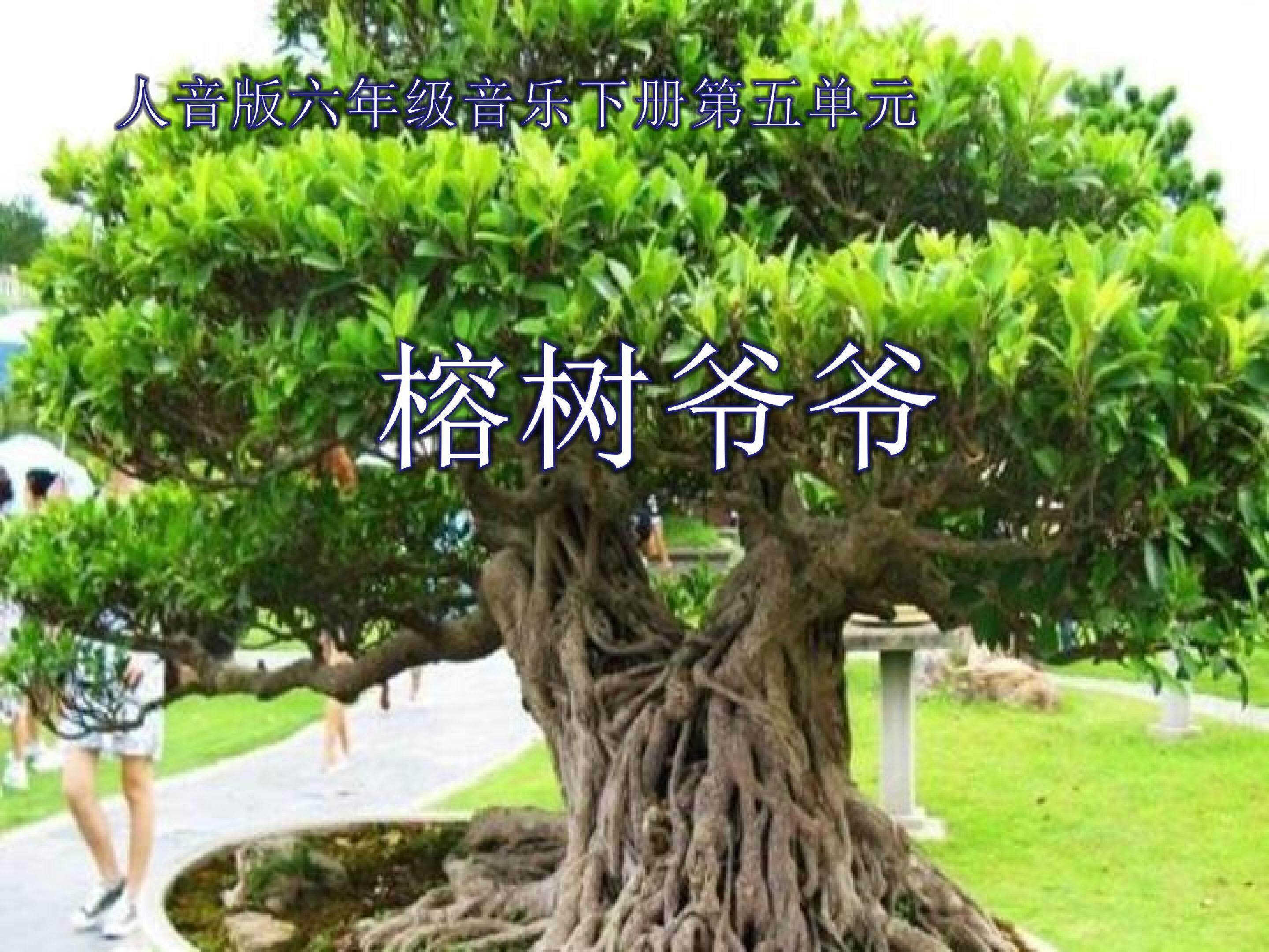 榕树爷爷