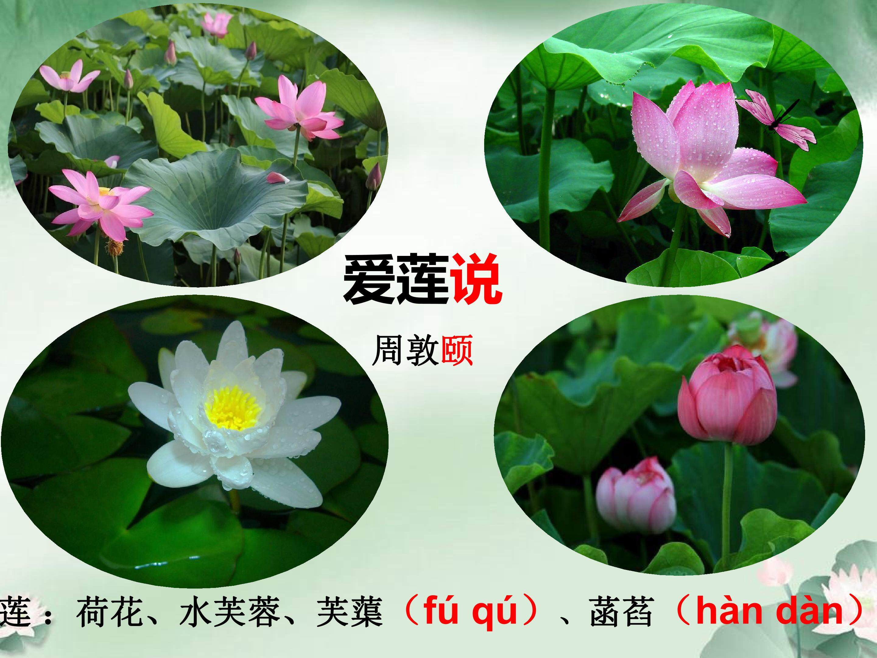 爱莲说