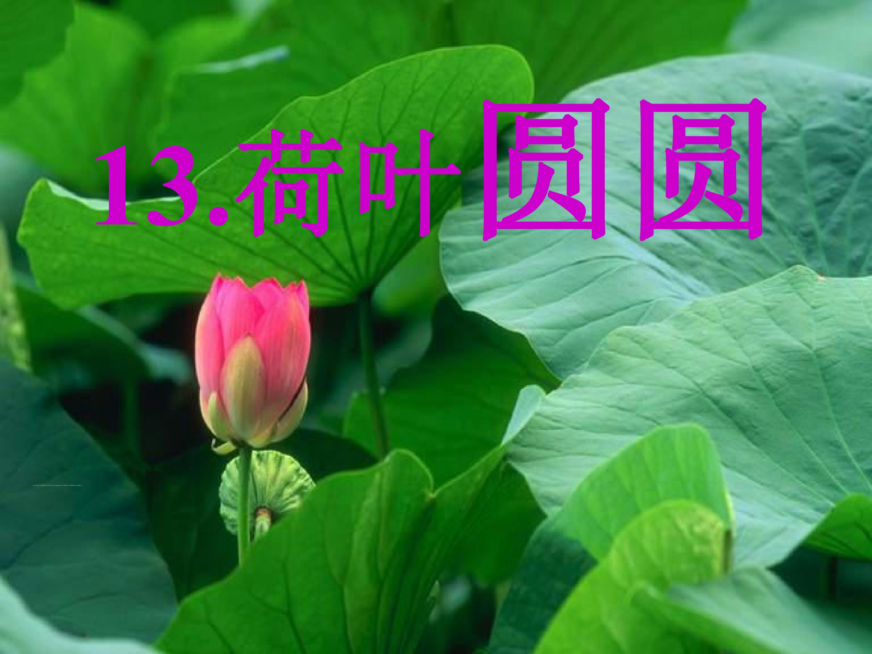荷叶圆圆