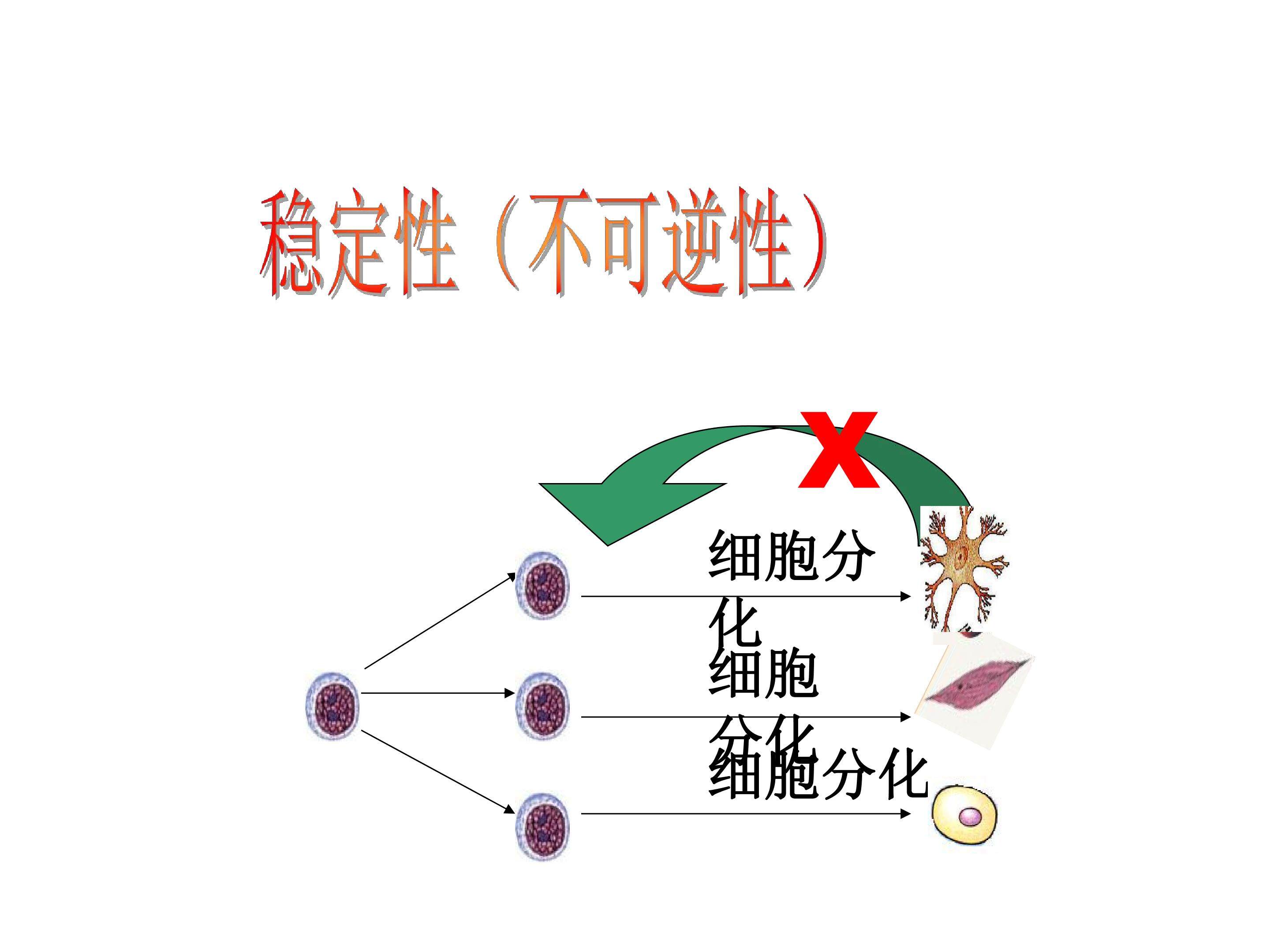 细胞分化的意义