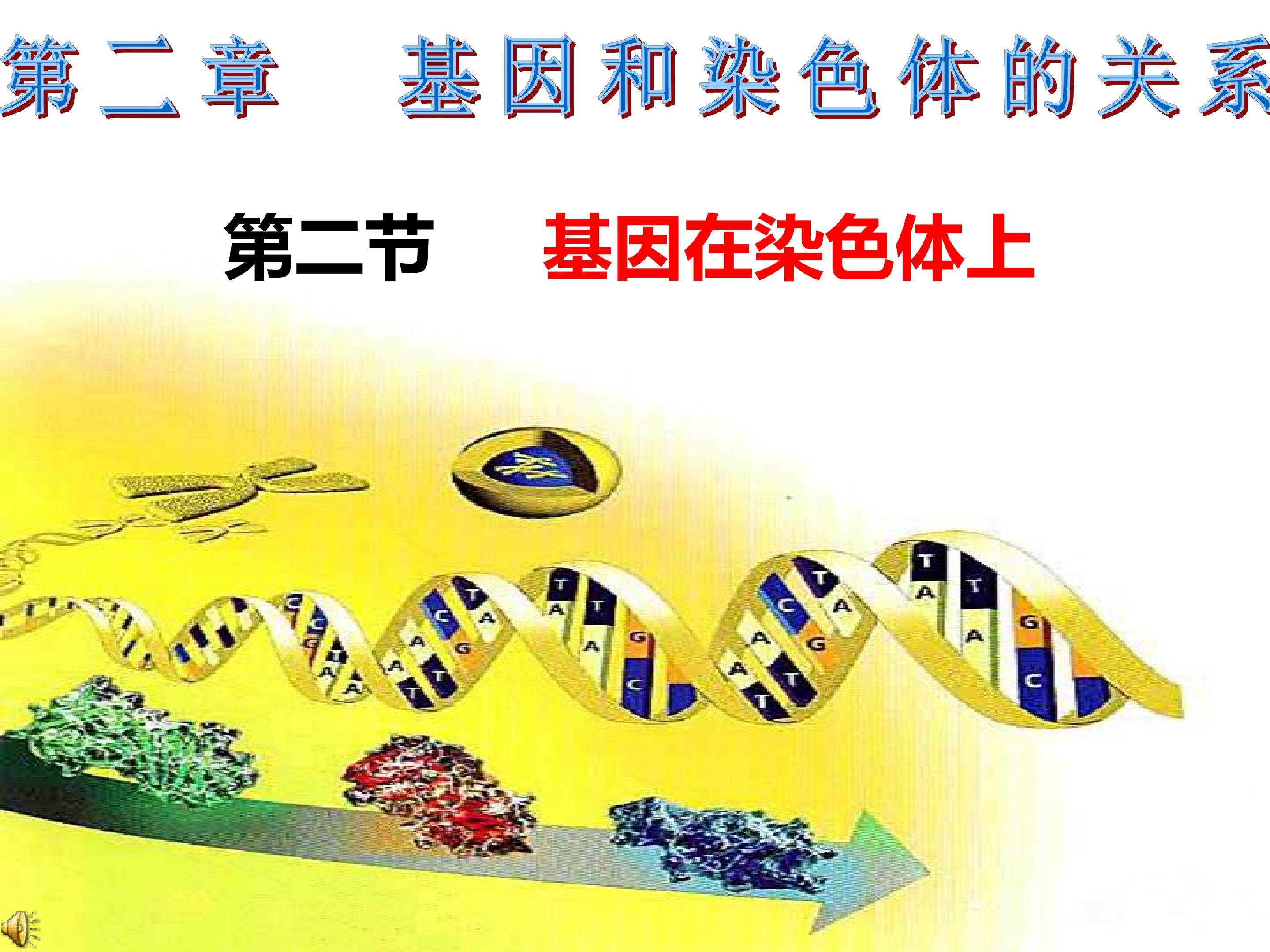基因在染色体上