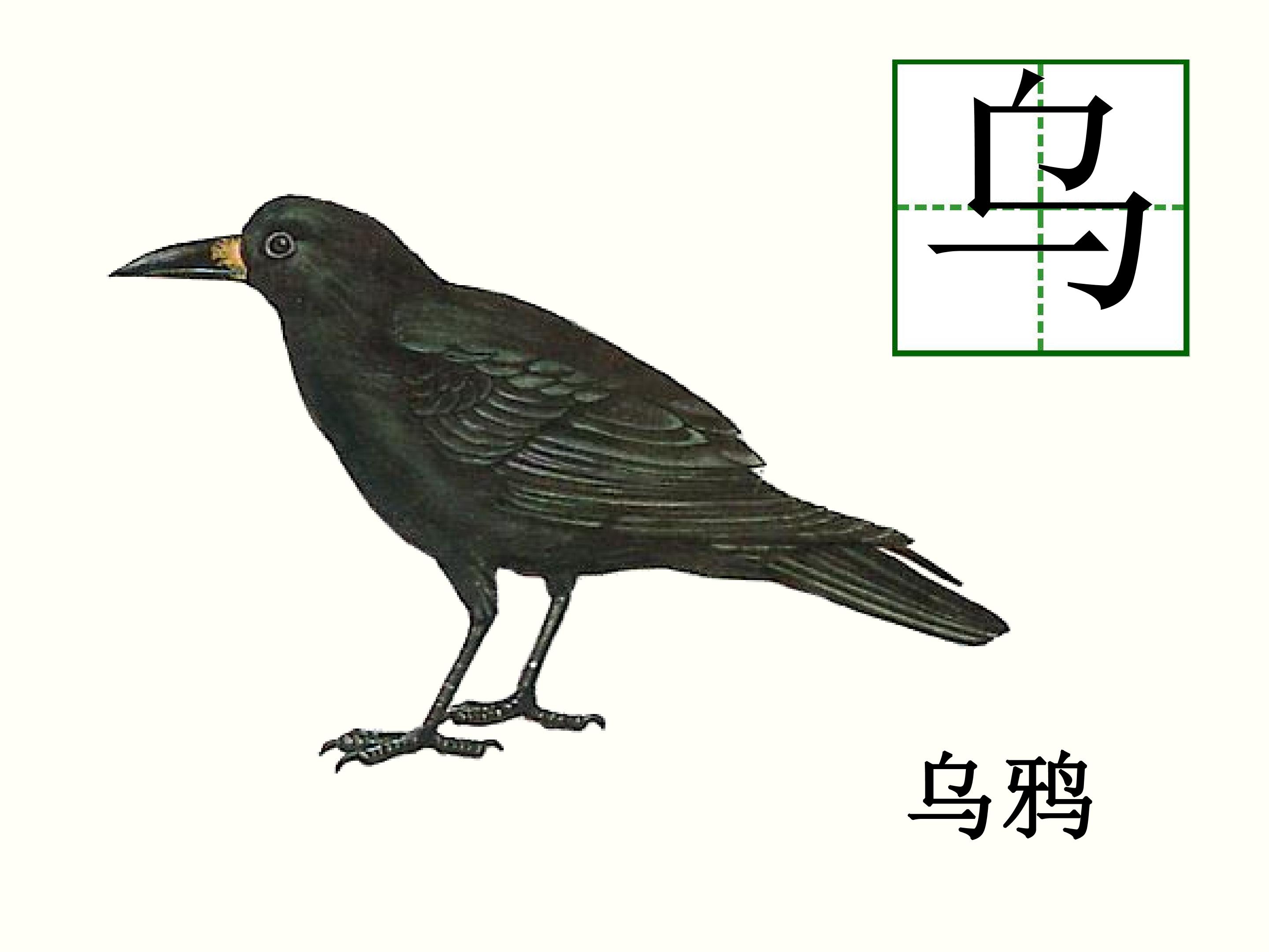 乌鸦喝水