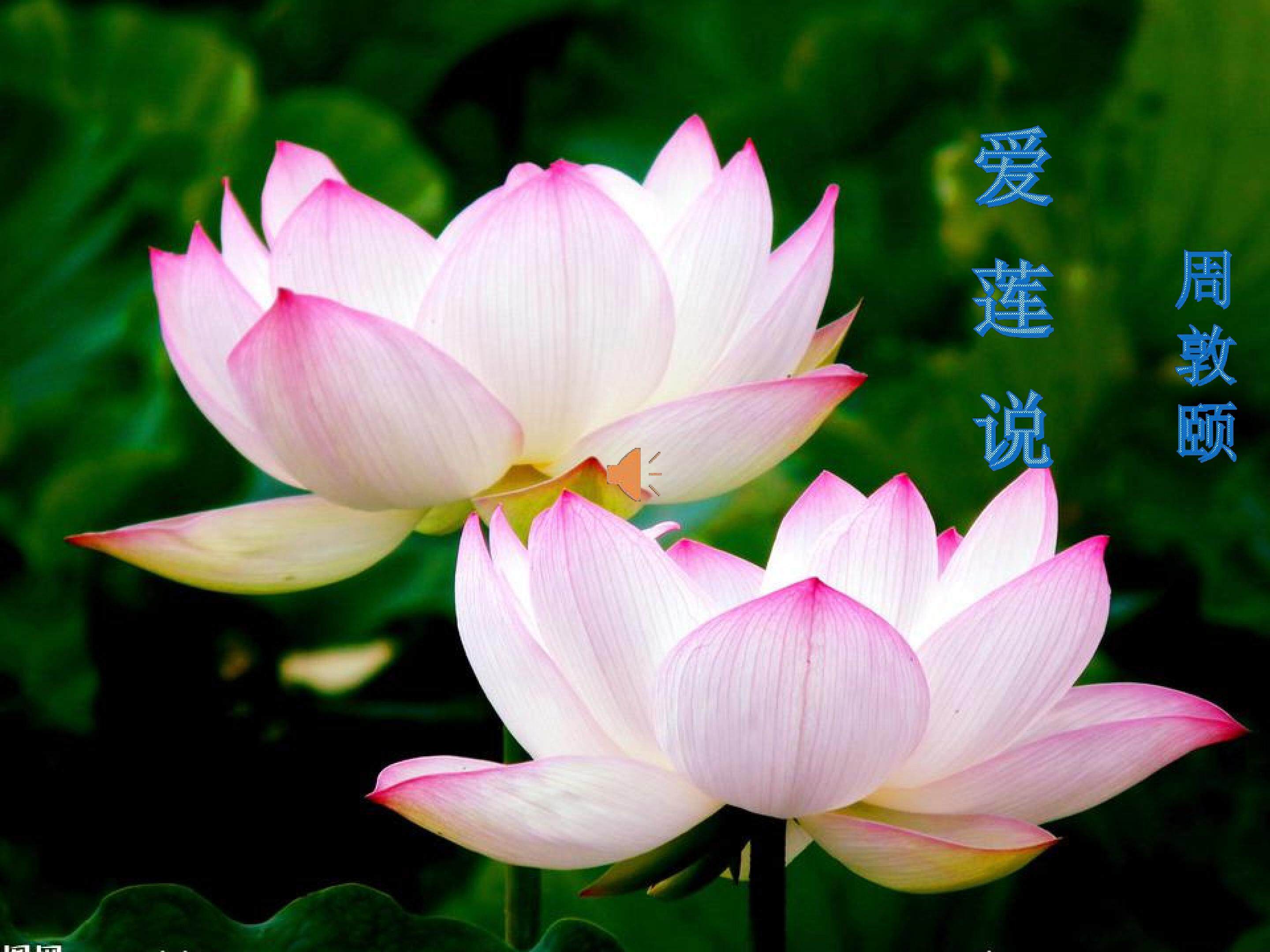 爱莲说PPT课件