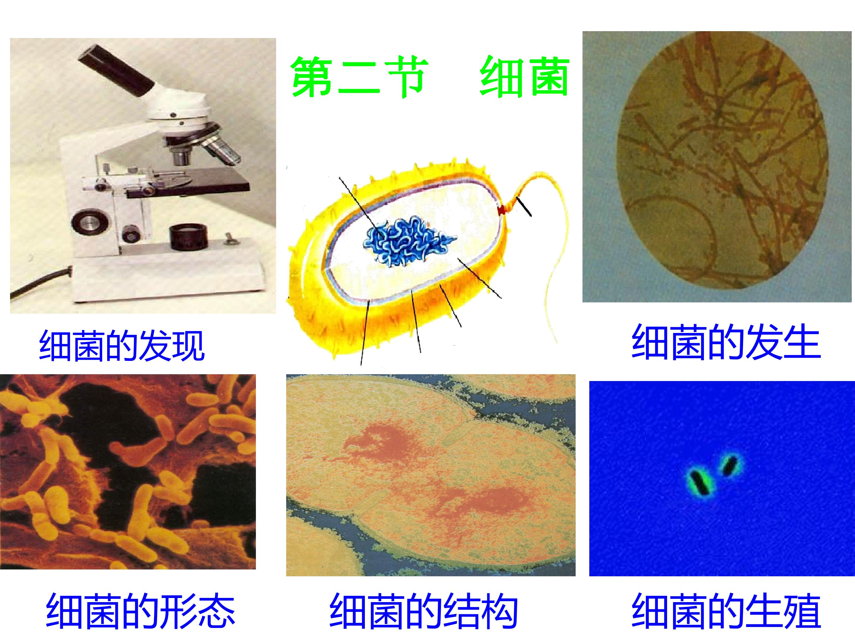 细菌 (2)