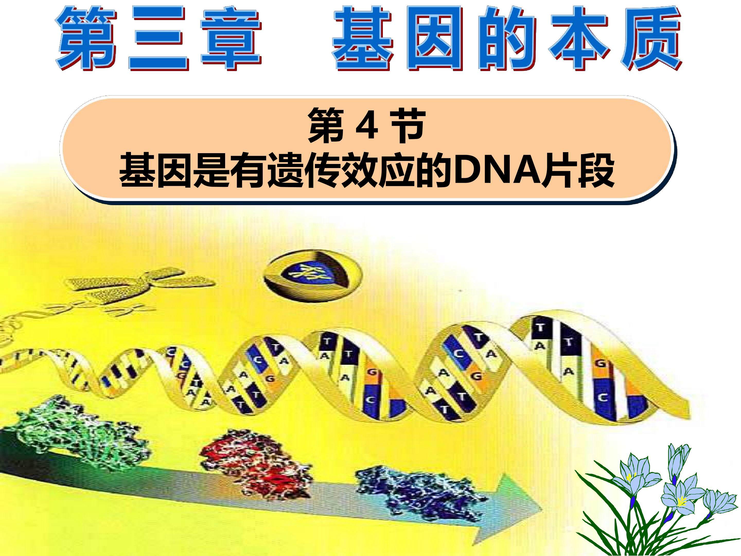 基因是由遗传效应的DNA片断