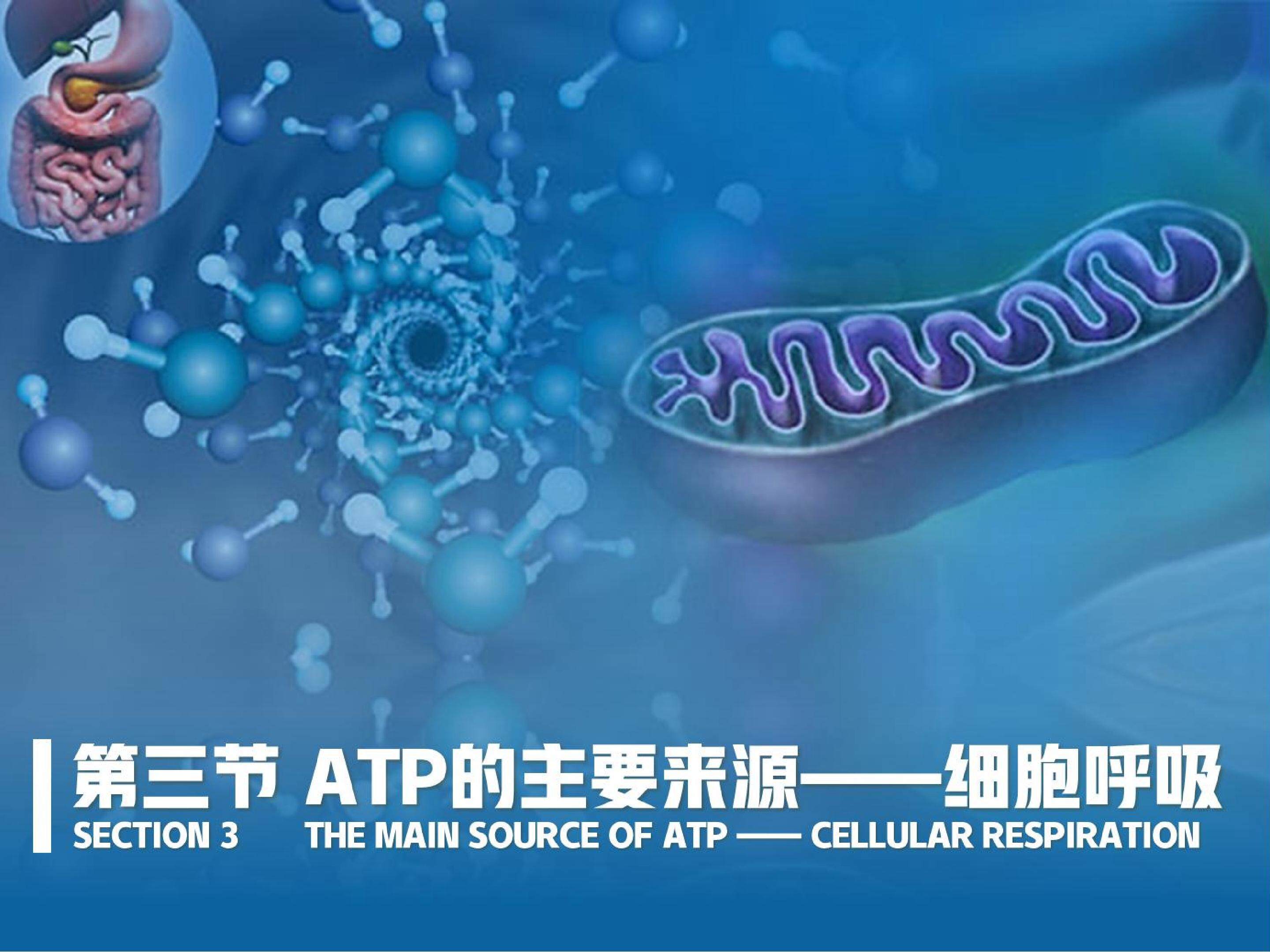 ATP的主要来源—细胞呼吸