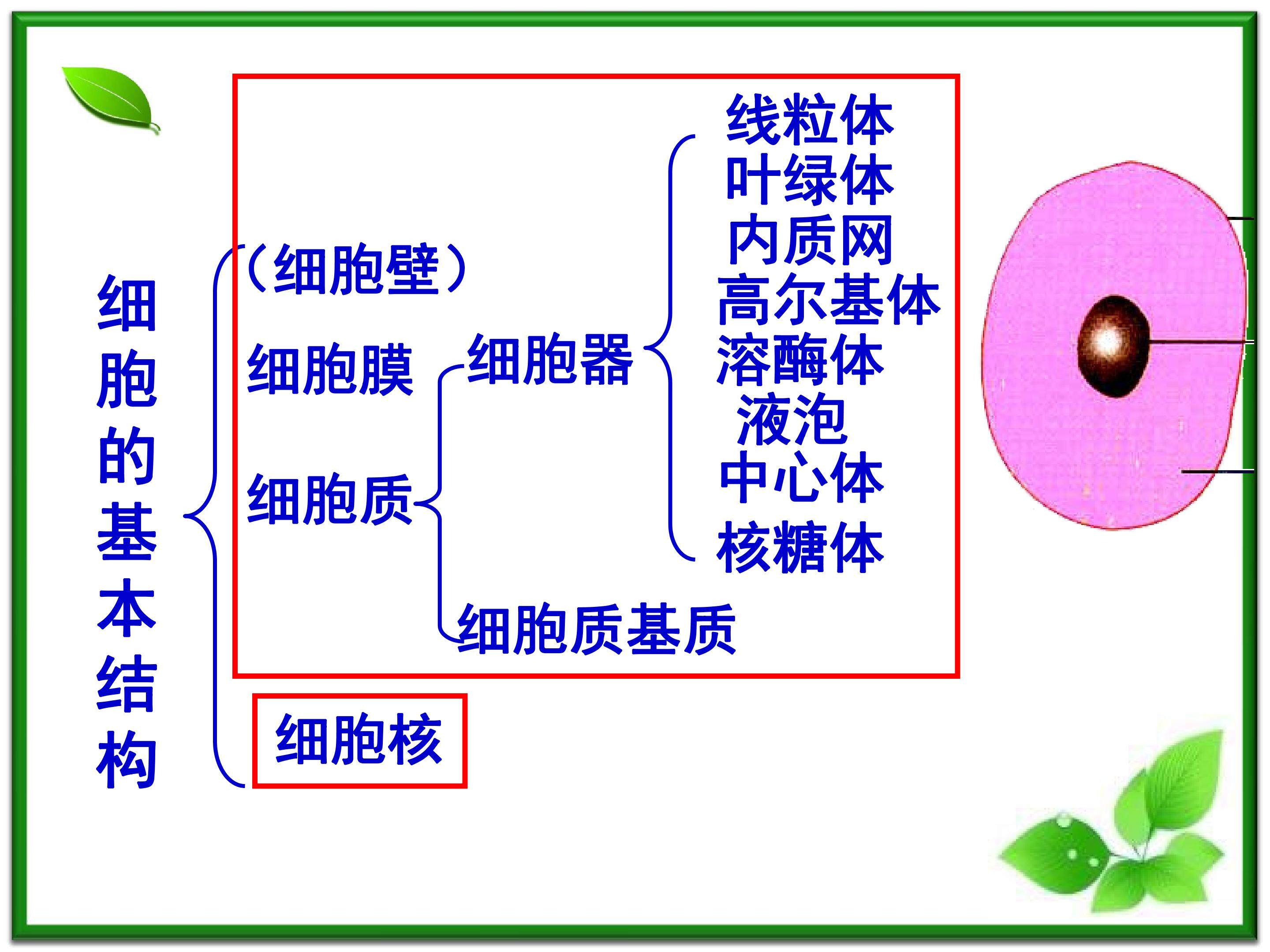 细胞核-系统的控制中心