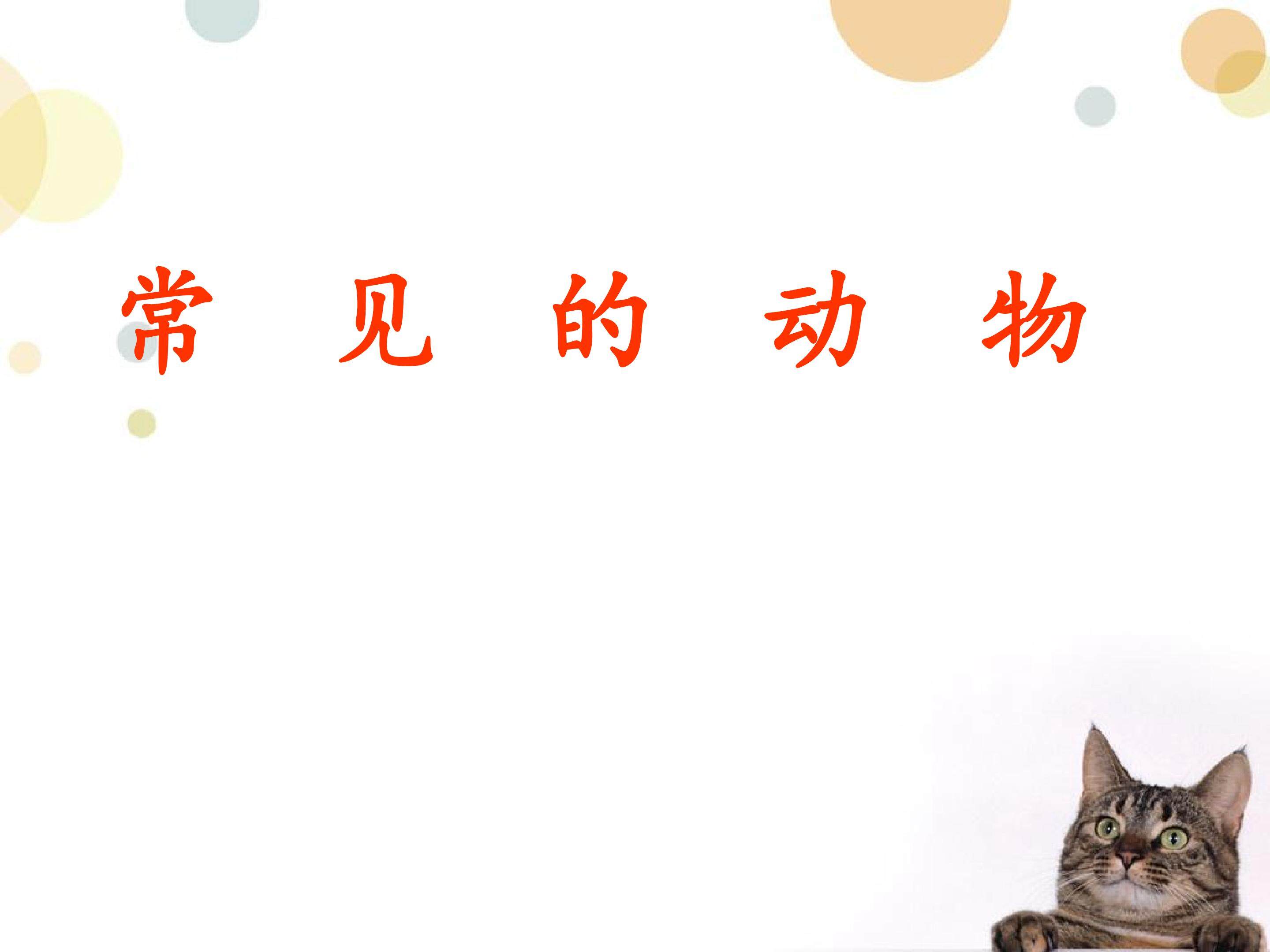 身边的动物2