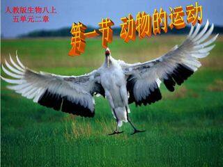 动物的运动 (5)