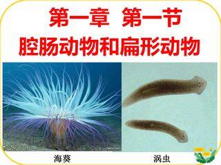 腔肠动物和扁形动物 (2)