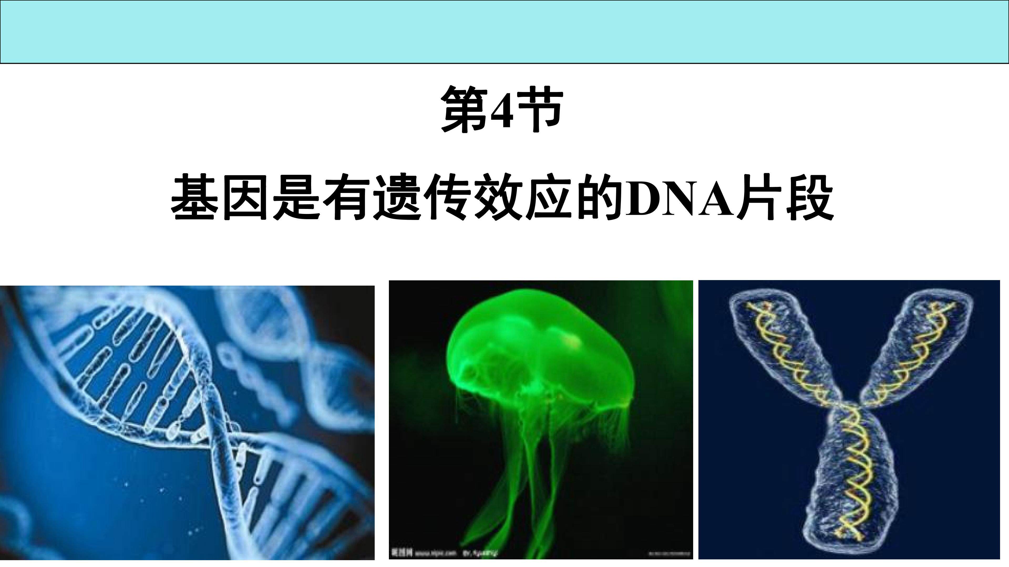 基因是有遗传效应的DNA片段