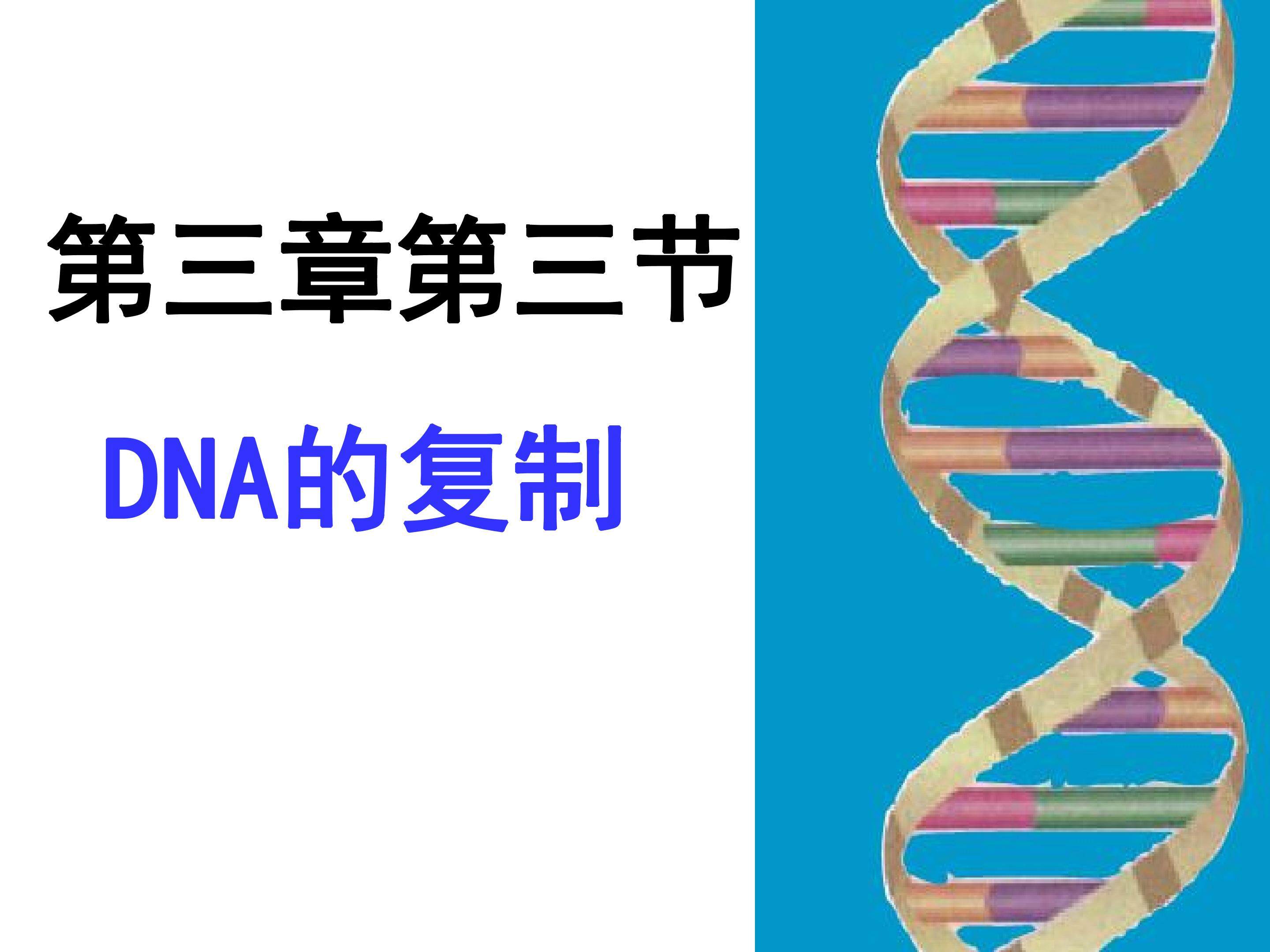 DNA的复制