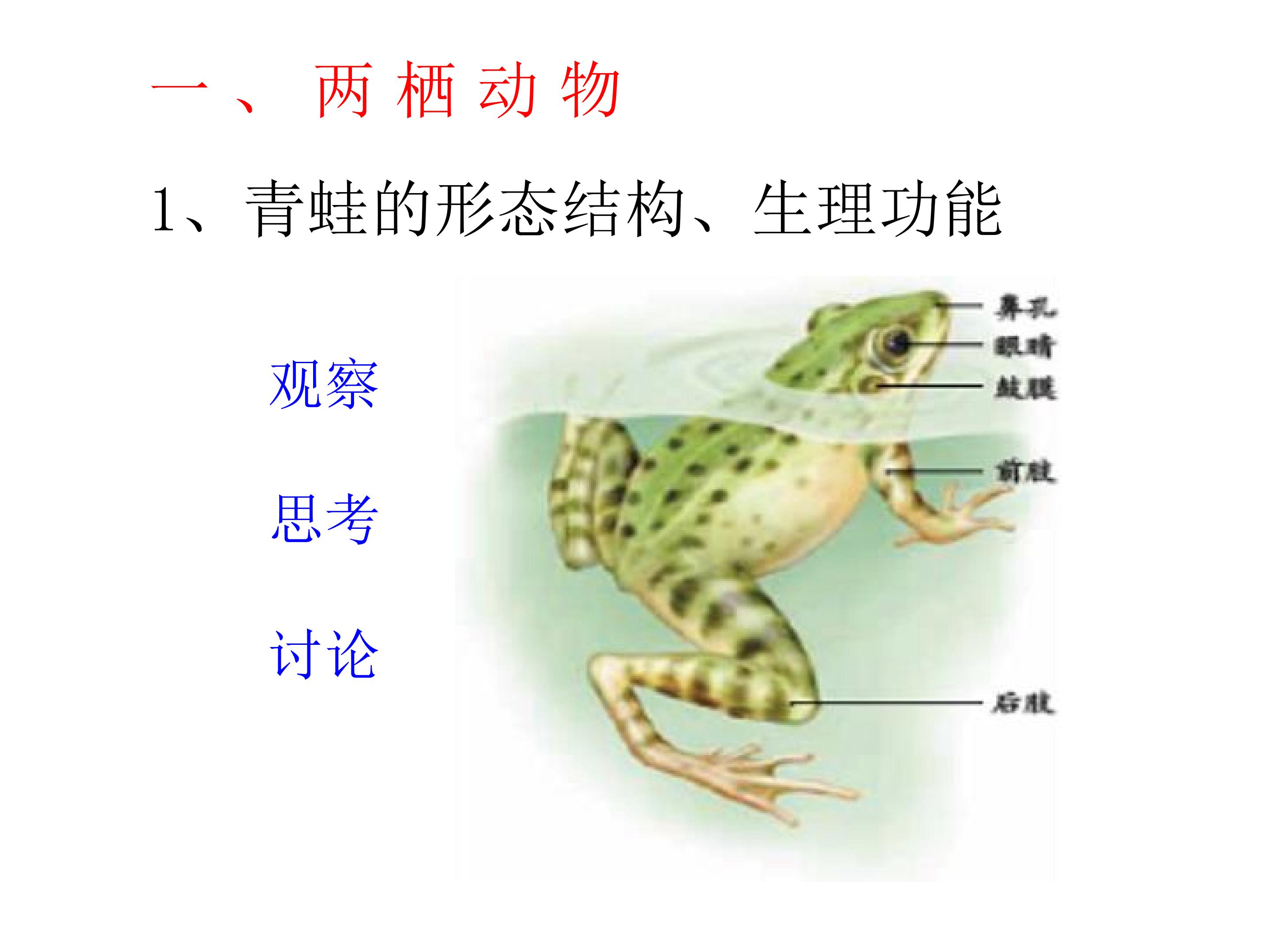 两栖动物和爬行动物 (2)