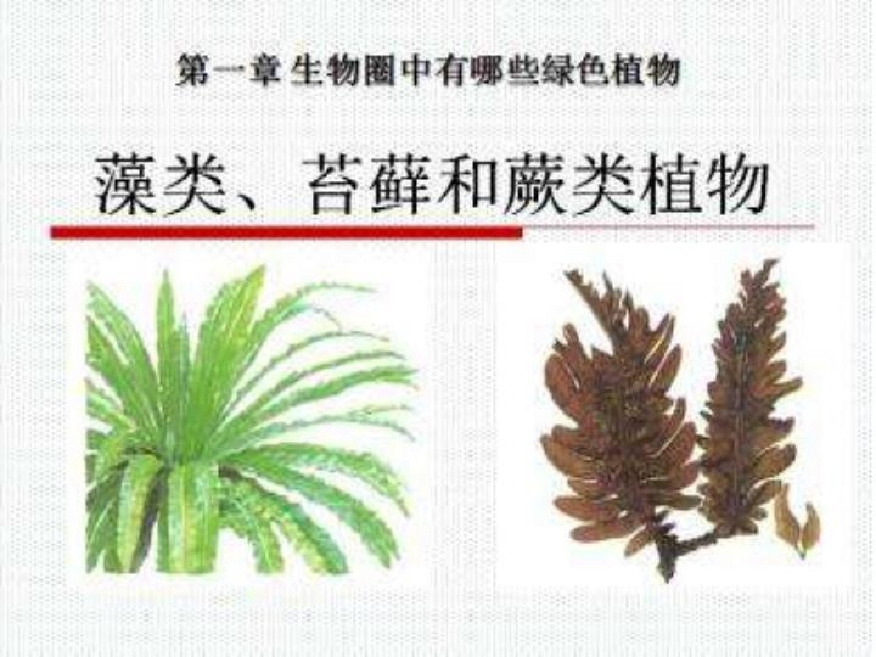 藻类、苔藓和蕨类植物