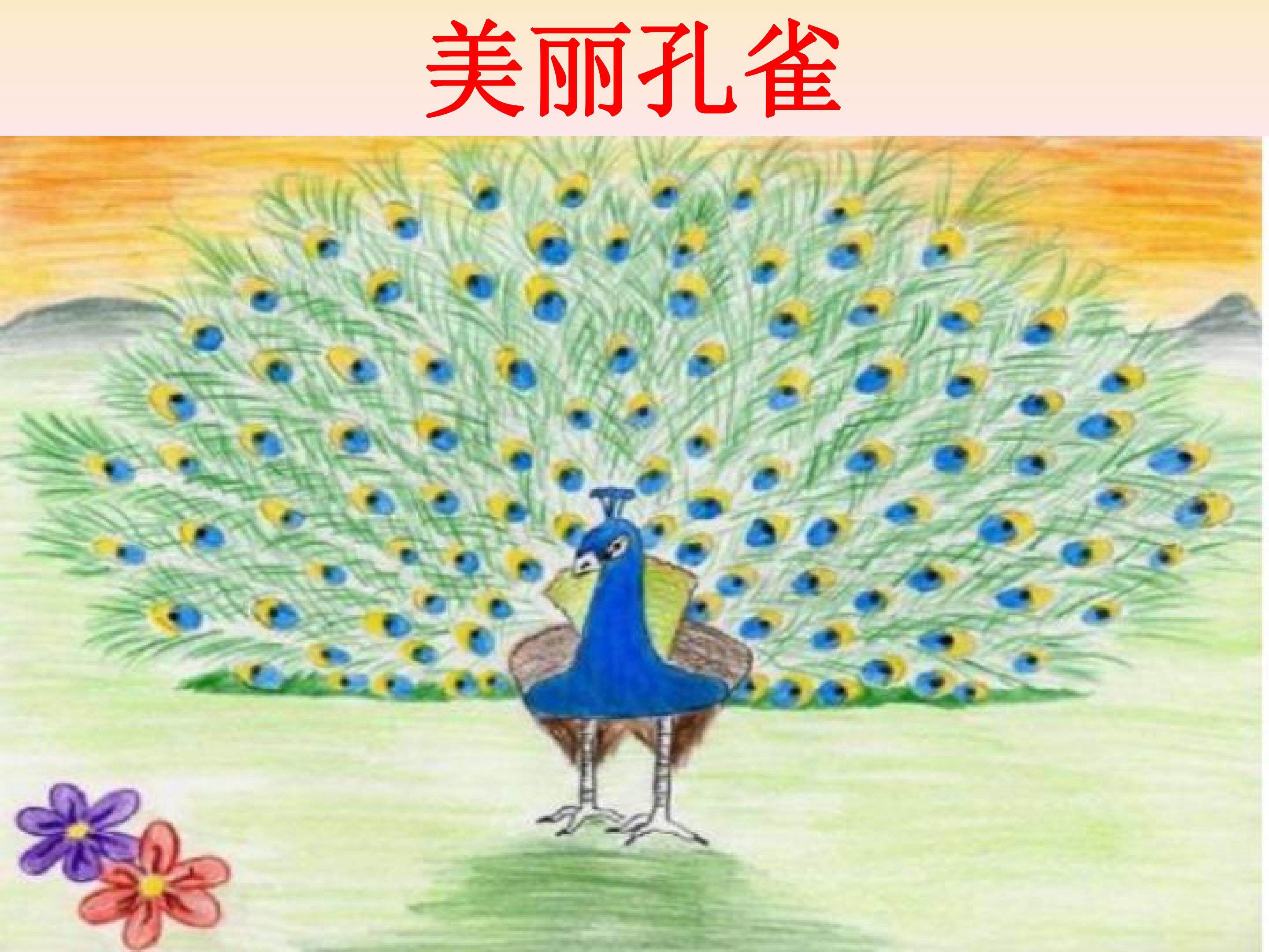美丽孔雀