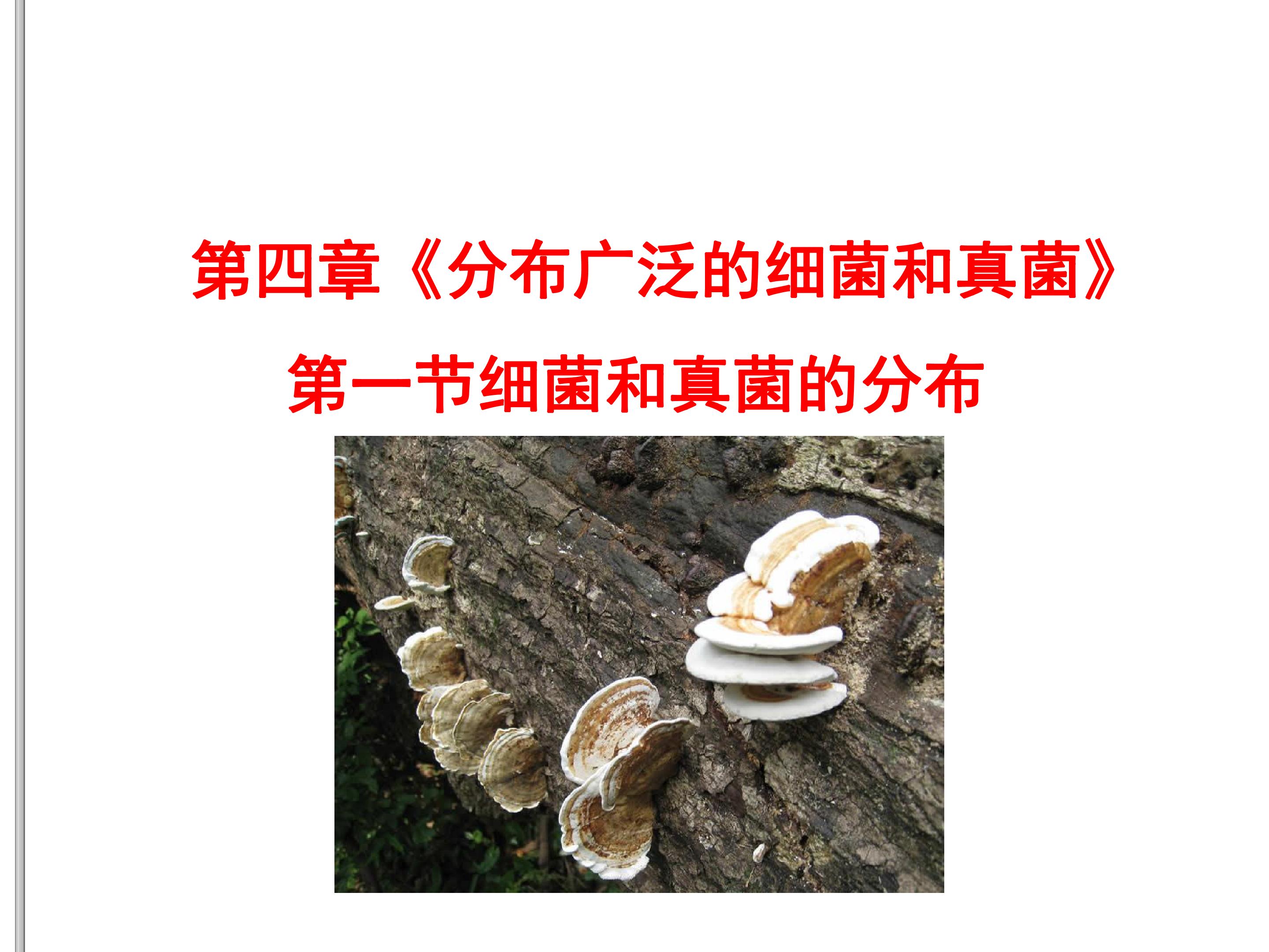 细菌和真菌的分布