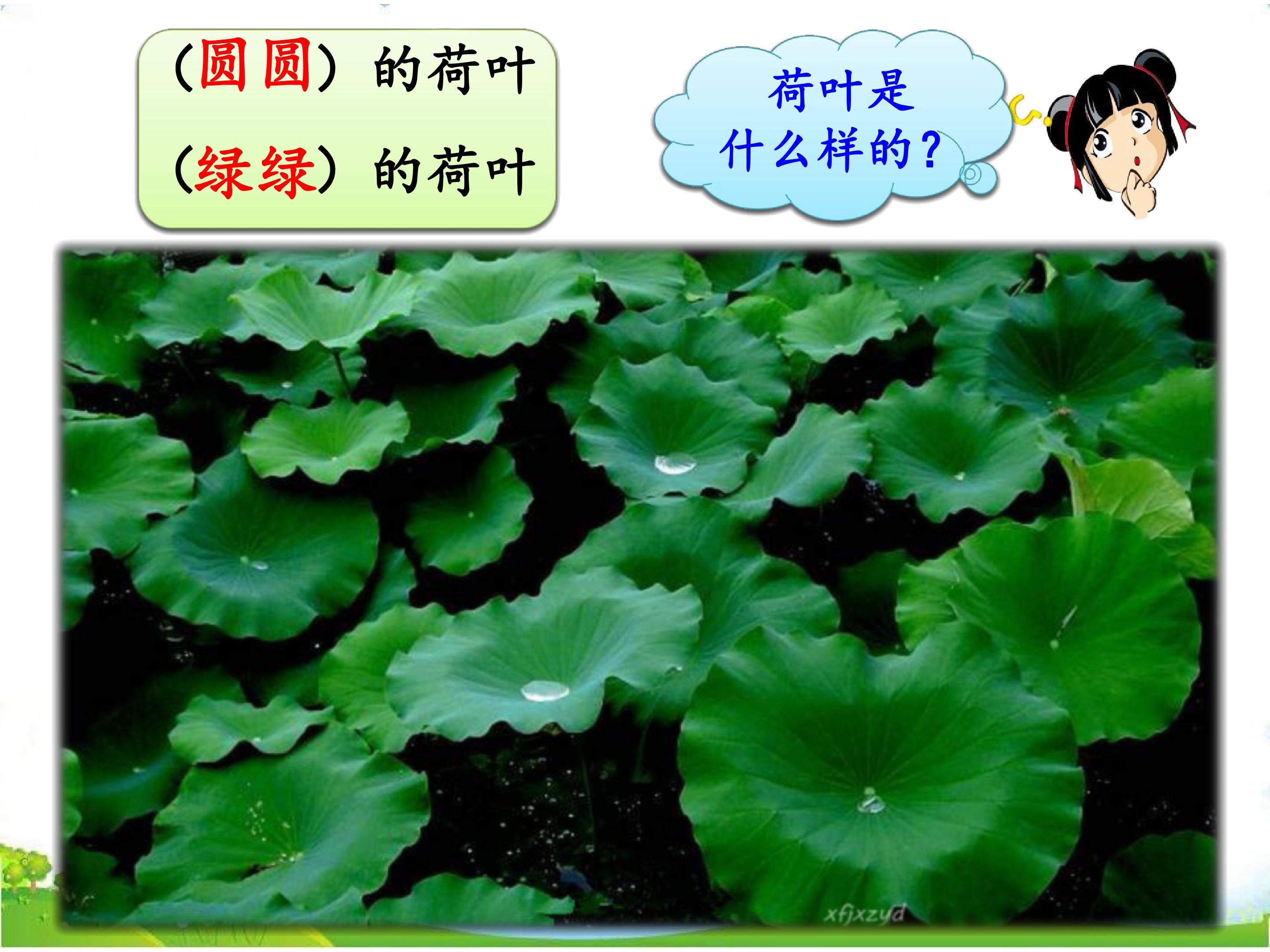 荷叶圆圆  多媒体课件