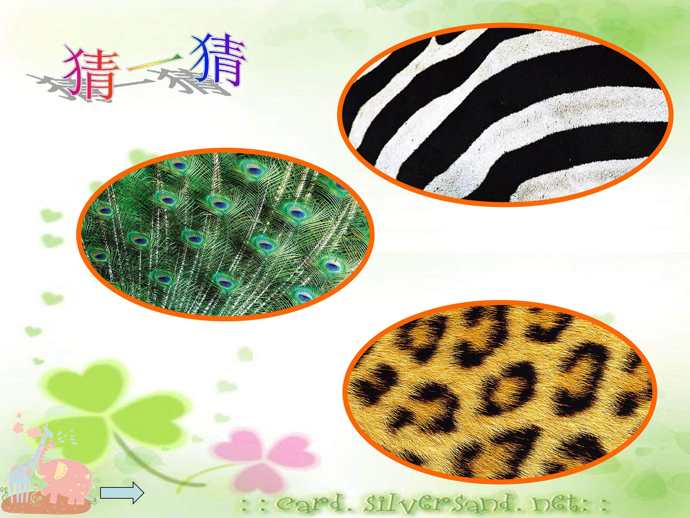 动物的“花衣裳