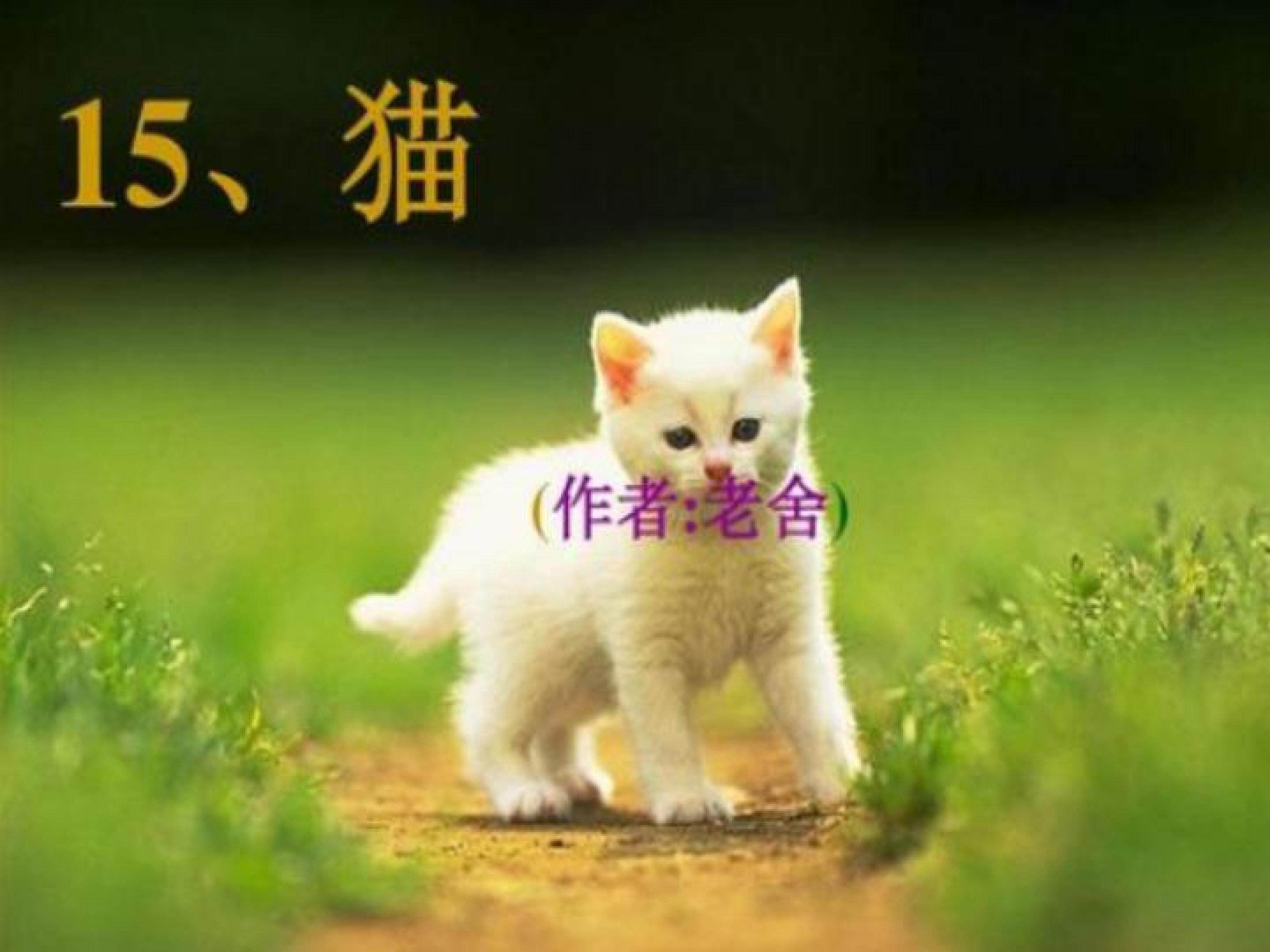 猫