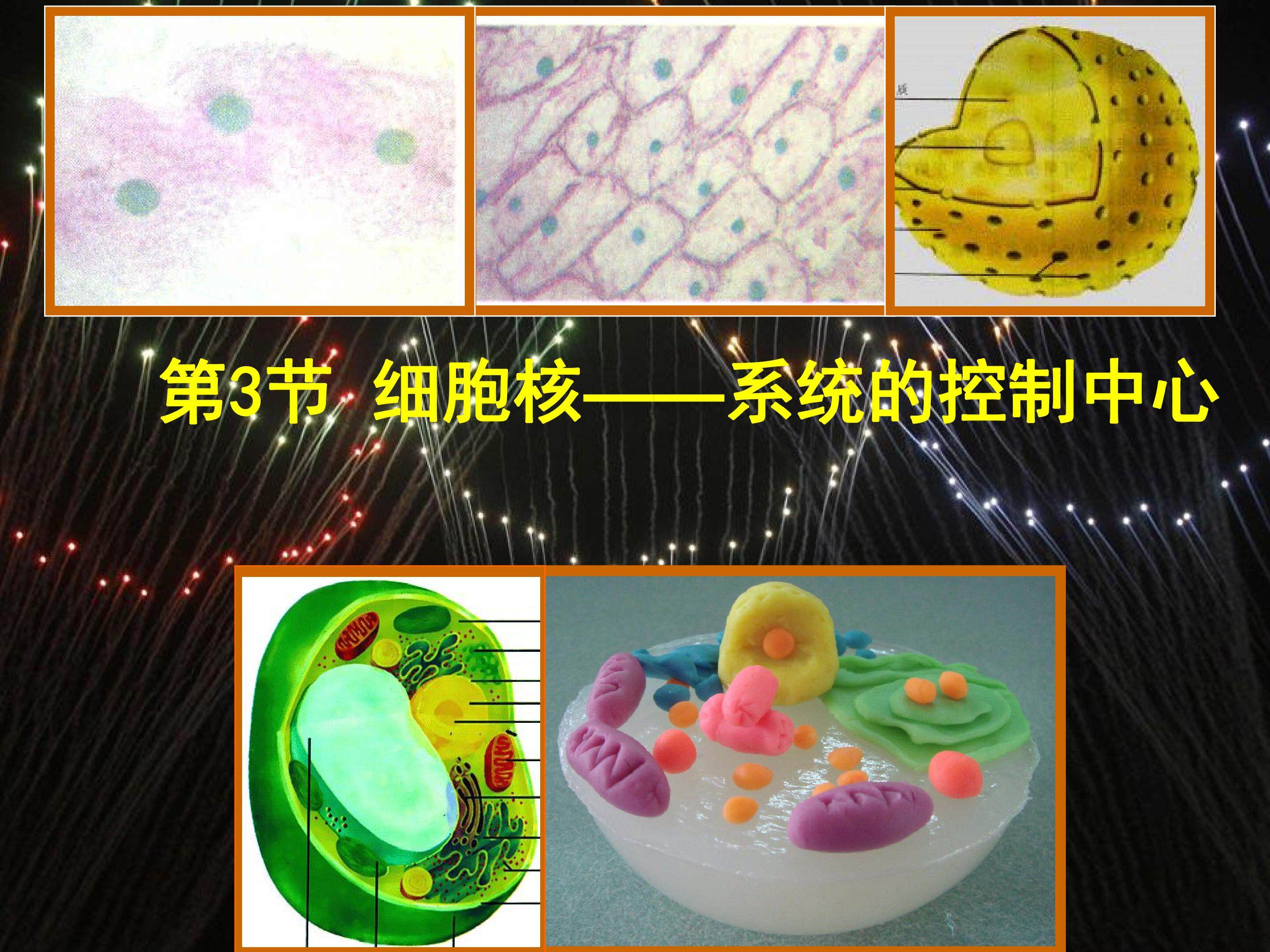 细胞核-系统的控制中心