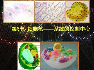 细胞核-系统的控制中心