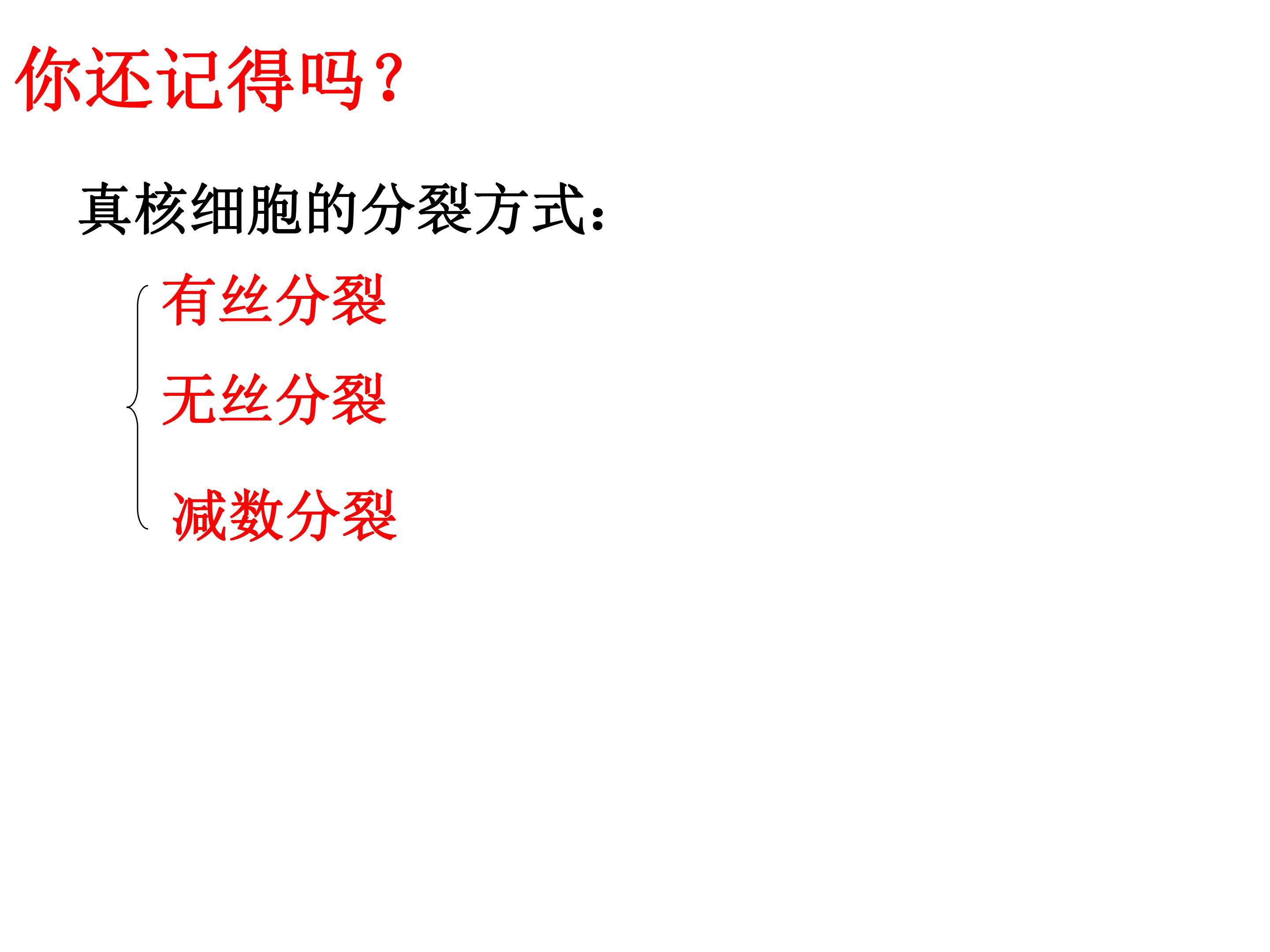 有丝分裂课件