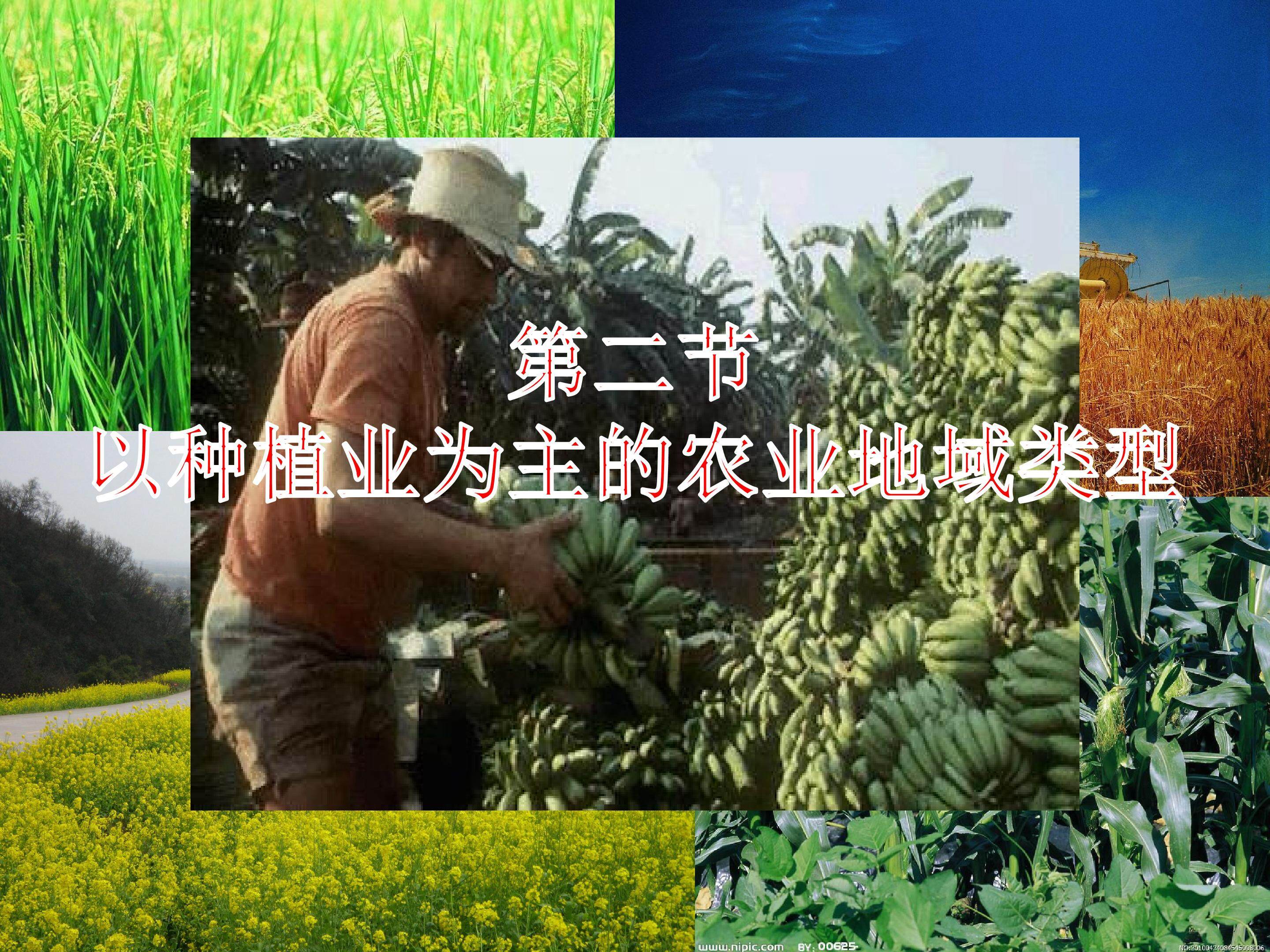 以种植业为主的农业地域类型