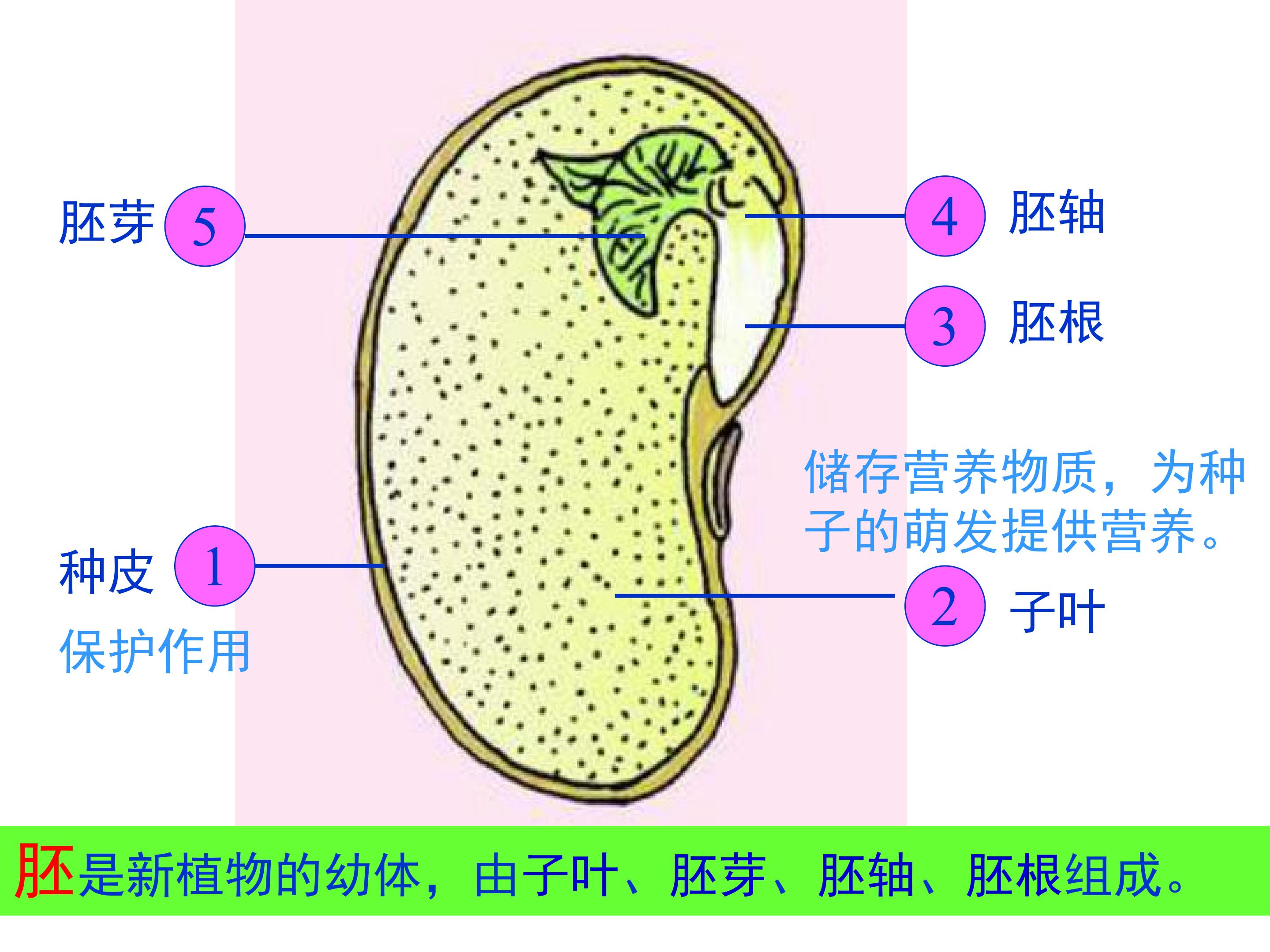 种子的萌发1