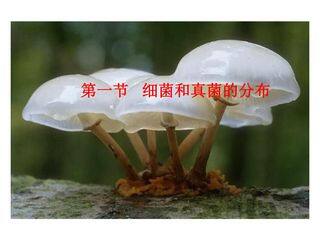 细菌和真菌的分布 5