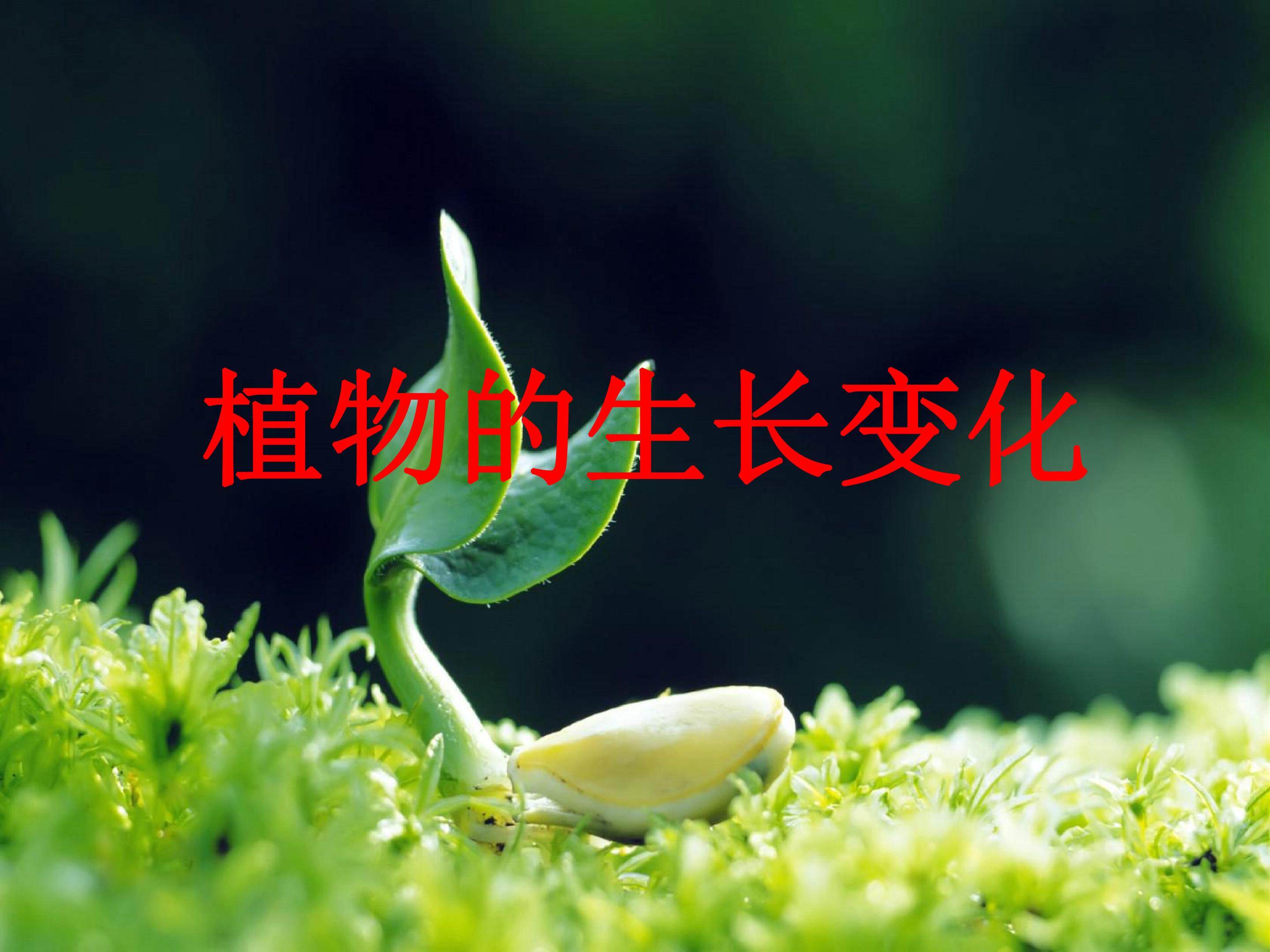 植物的生长变化2