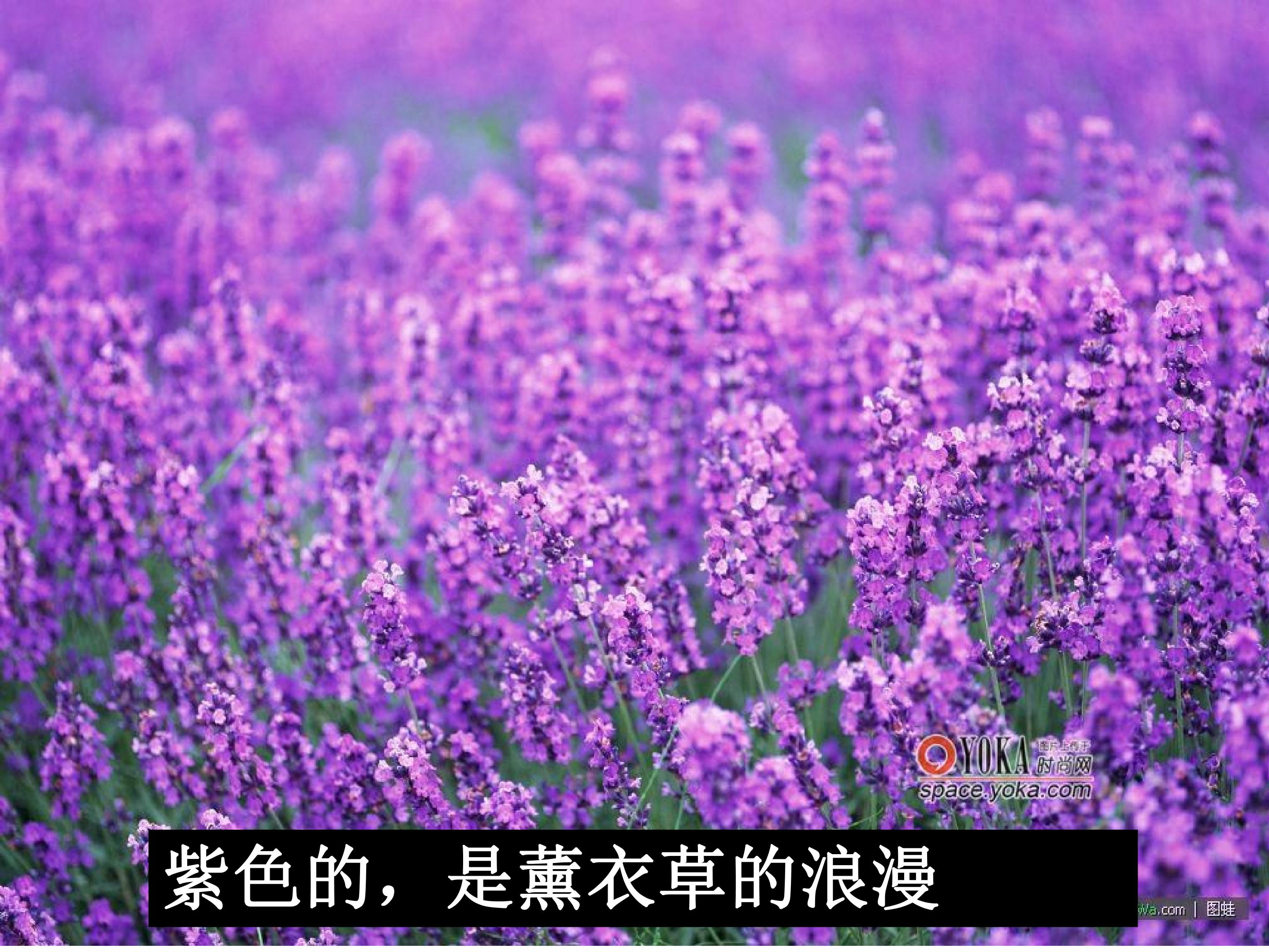 农业的区位选择